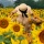 Photo Diary - Sunflower field in Tuscany